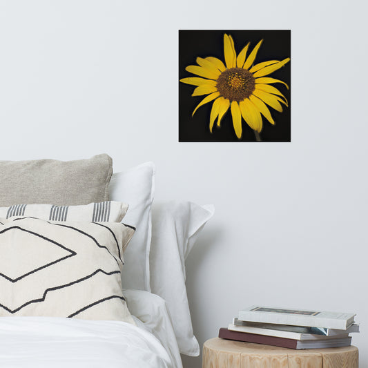 Sunflower Poster